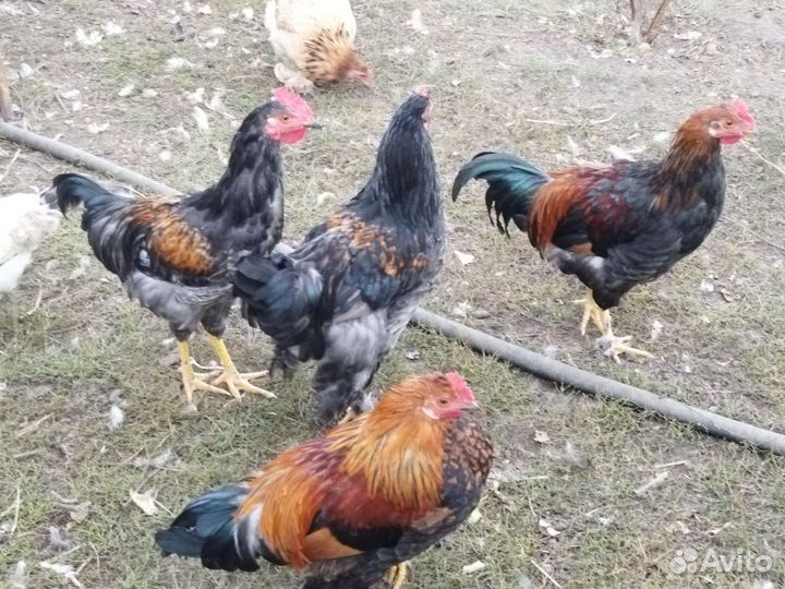 Продам петуха. Выбор