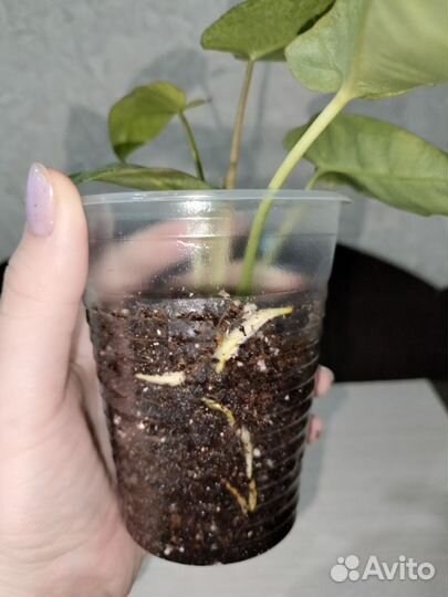 Филодендрон Параисо Верде Вариегата