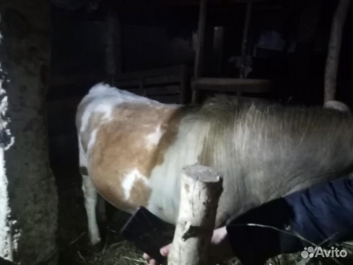 Бычок продается