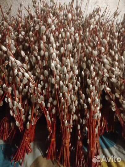 Верба Краснотал