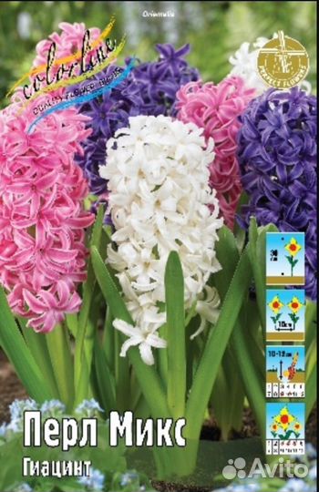 Гиацинт Перл Микс 3шт