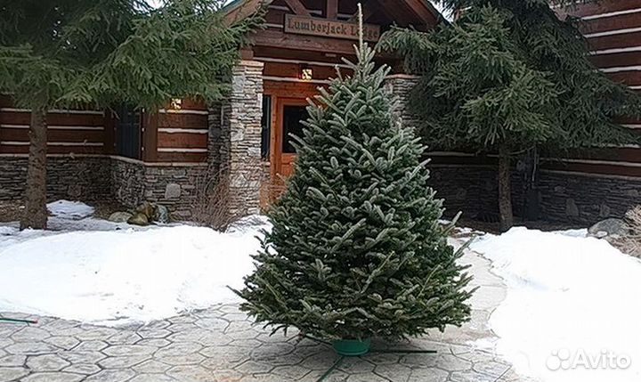 Пихты елки живые из Европы