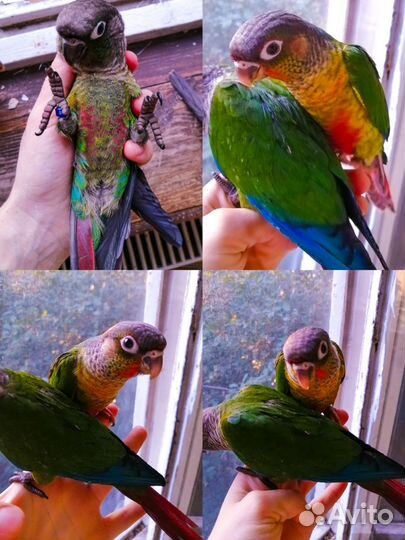 Пиррура попугай выкормыши, принцесса, барабантовый