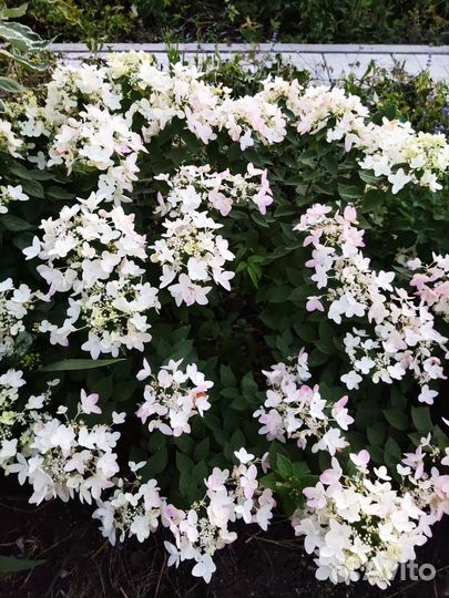 Гортензия метельчатая Тачь оф пинк