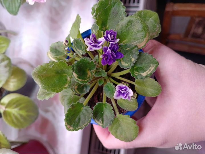 Кислица, фиалки