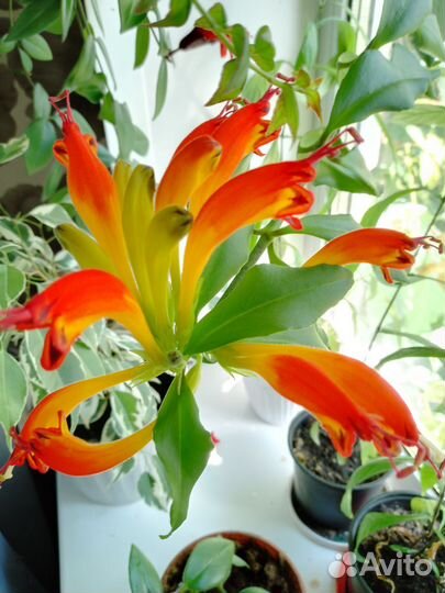 Комнатные растения цветы