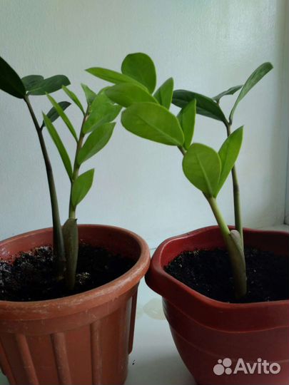 Замиокулькас