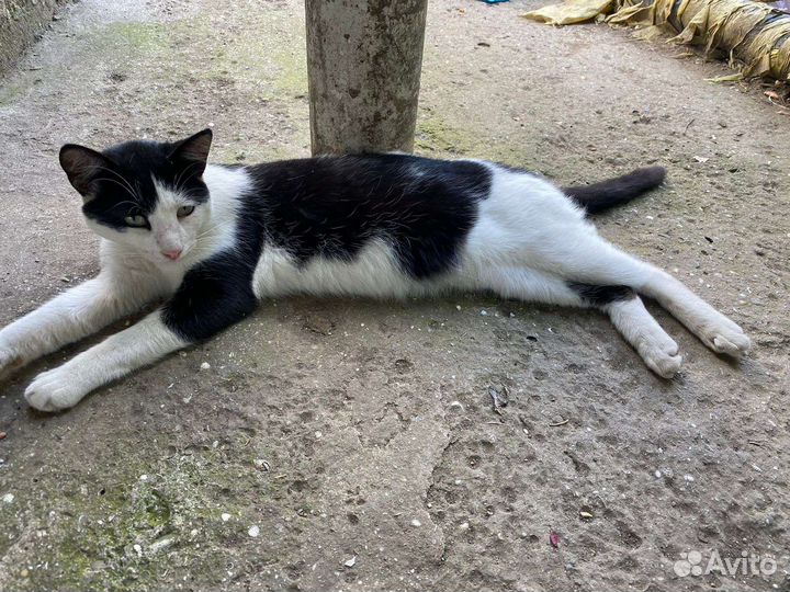 Коты в дар