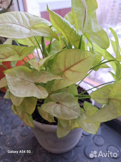 Сингониум Плам Алюжн гибридный кустовой