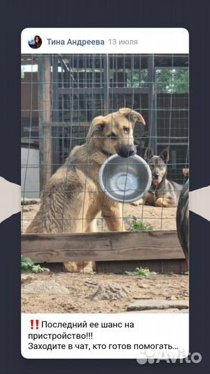 Собака в добрые руки