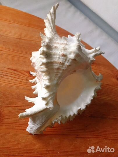 Морская ракушка Мурекс большая, ветвистая