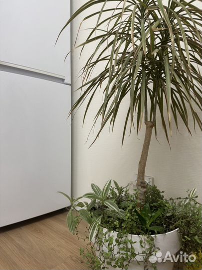 Продам драцену