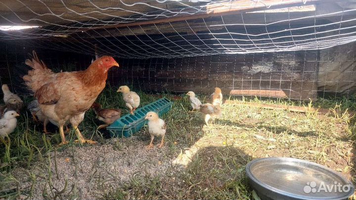 Куры несушки