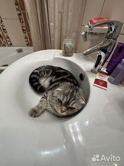 Отдам кота бесплатно