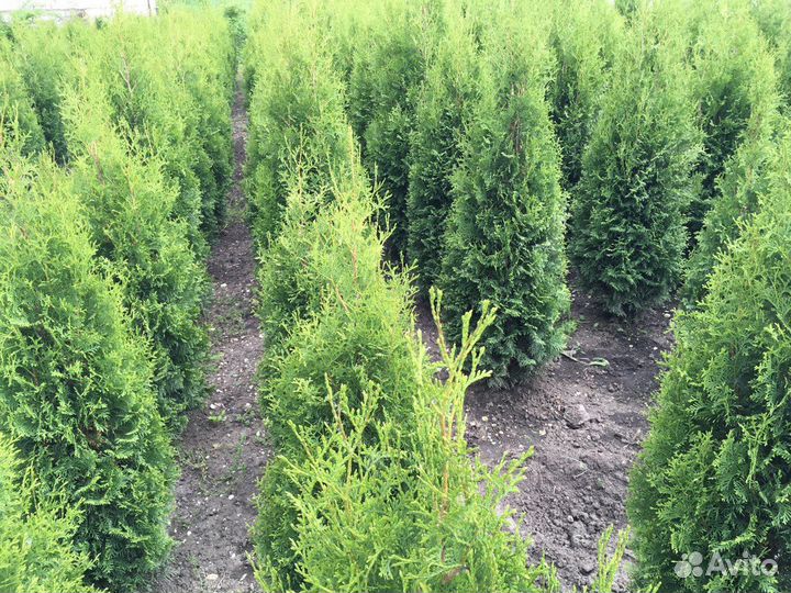 Туя 1,62 м из питомника 