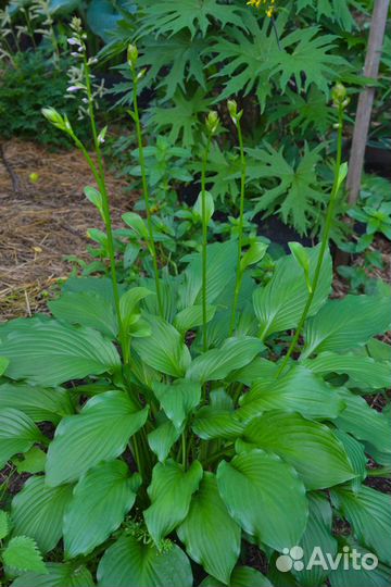 Саженцы хосты (10 сортов)