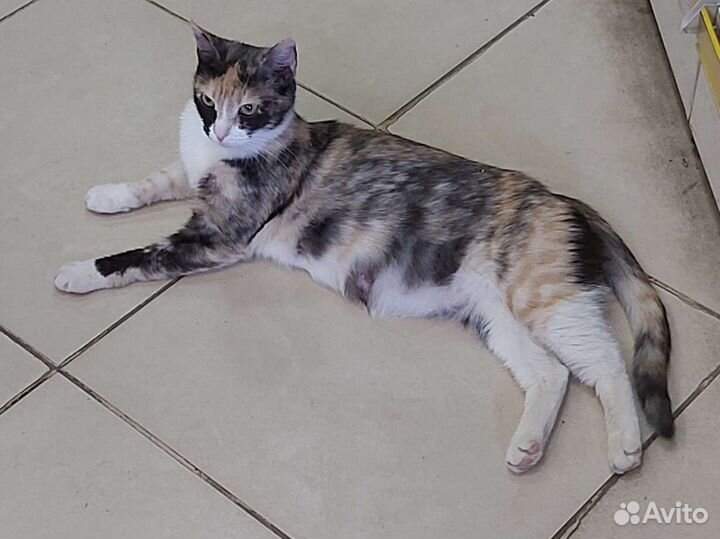 Молоденькая трехцветная кошечка