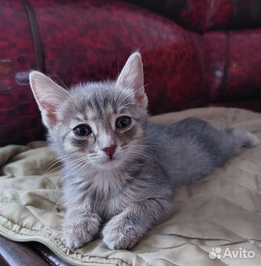 Котята малышата