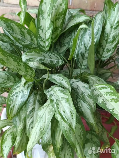 Диффенбахия