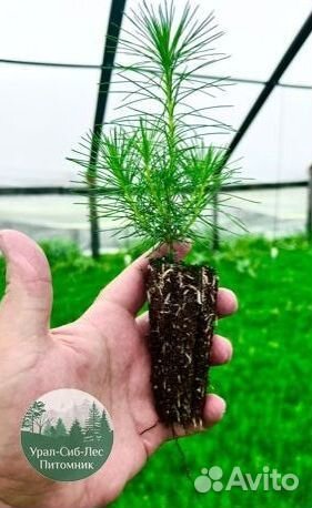 Зкс Сосна сеянцы Ели Лиственницы окс Голуб Горная