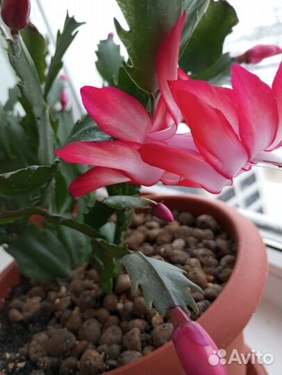 Декабрист шлюмбергера