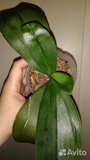 Орхидея фаленопсис Fragrance бронь