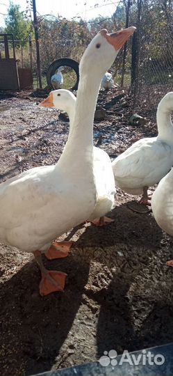 Гуси, индюки, петухи