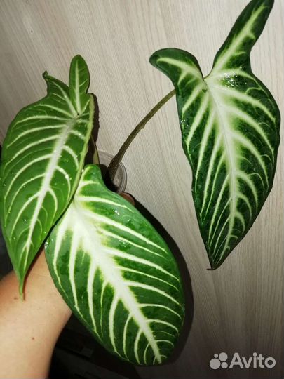 Алоказия (ксантозома линдена)