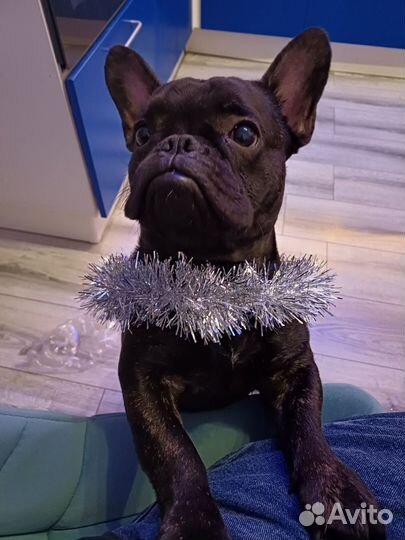 Французский бульдог кабель вязка
