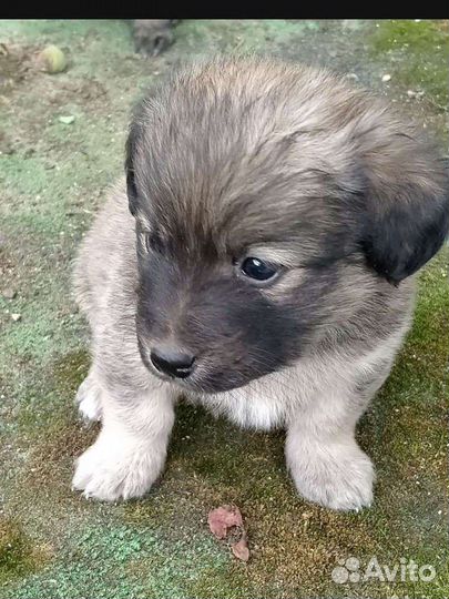 Маленькая дворняжка