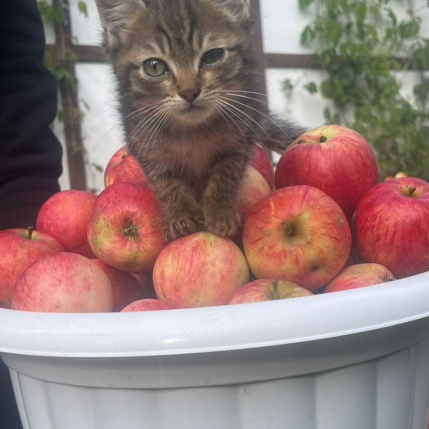 Котята в добрые руки бесплатно