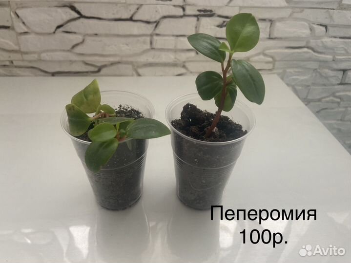 Комнатные цветы