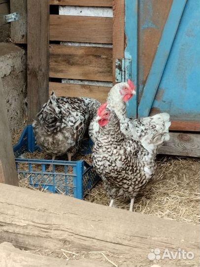 Инкубационное яйцо