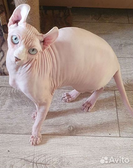 Канадский сфинкс эльф