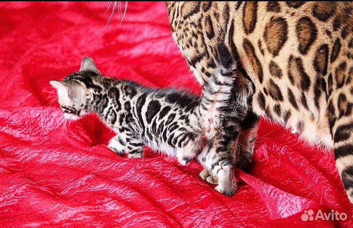 Бенгальская