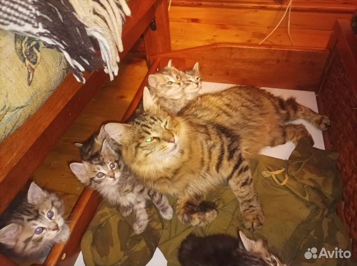 Котята курильский бобтейл