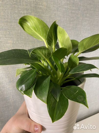 Филодендрон биркин и кашпо Икея