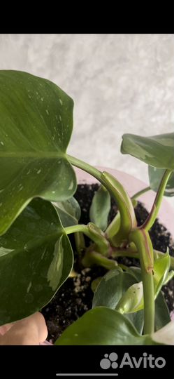 Филодендрон белая принцесса