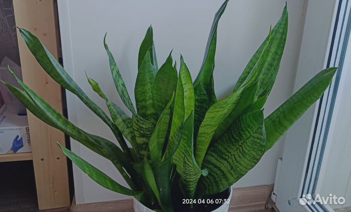 Сансевиерия