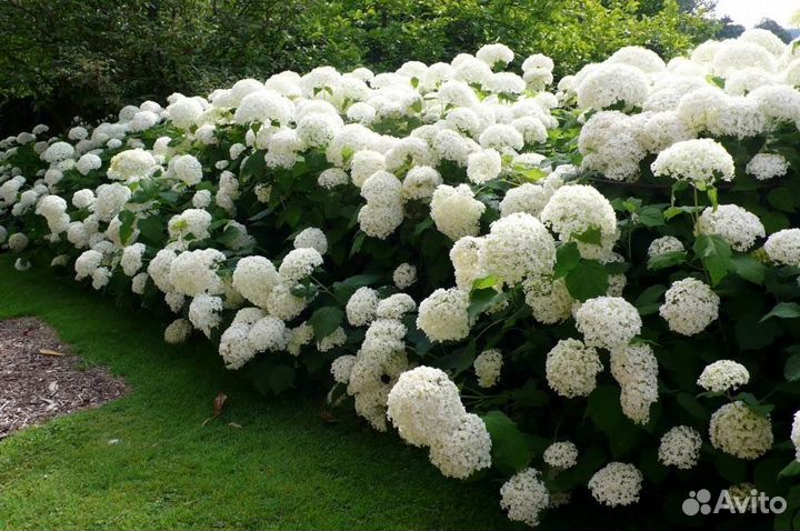 Гортензия древовидная Анабель саженцы