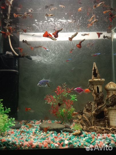 Аквариумные рыбки Гуппи (Красная кобра)