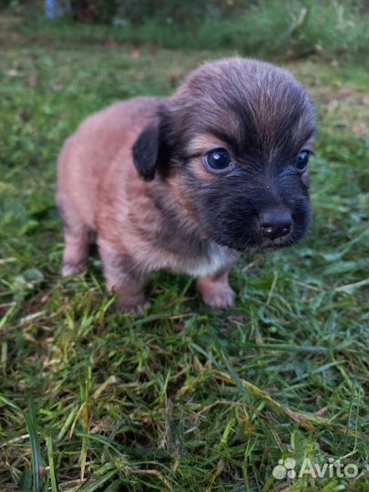 Собака в добрые руки. Отдам щенков в добрые руки