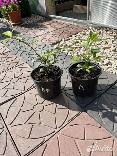 Гортензия ванилла фрайз и скайфолл