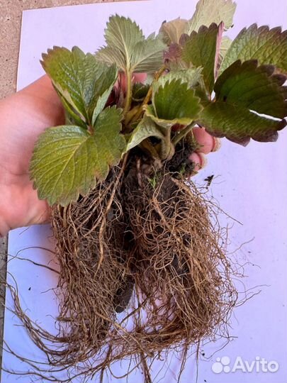 Саженцы клубники