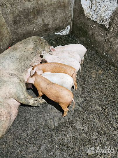 Поросята Ландрас Дюрок Белая