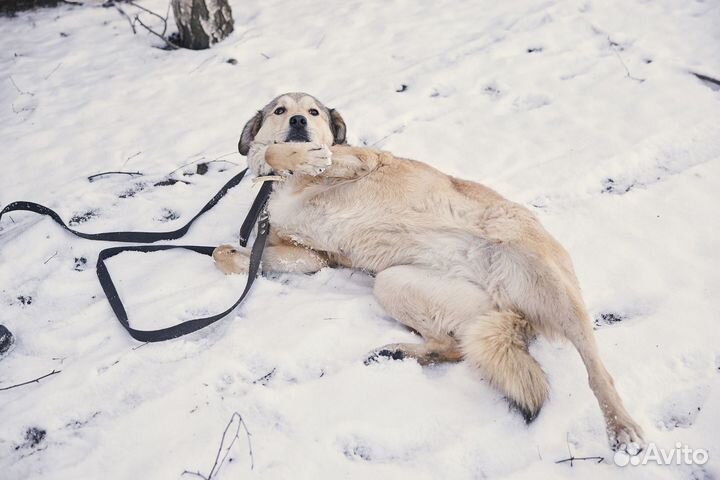 В добрые руки чудесная собака Найда