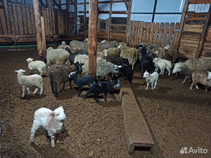 Продам Овец Баранов Ягнята Разные Породы