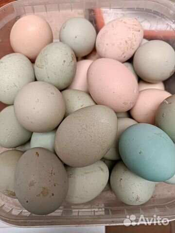 Яйцо Инкубационое