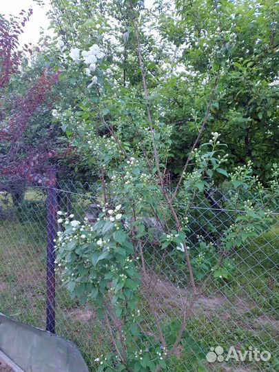 Жасмин махровый и обычный