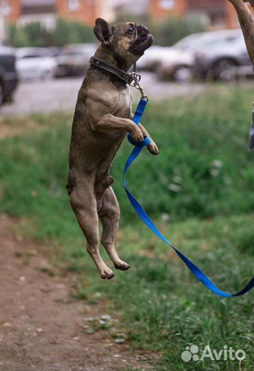 Французский бульдог бесплатно